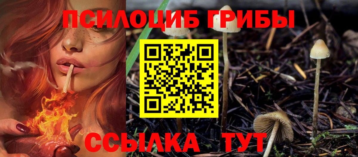 Галлюциногенные грибы Cubensis Гулькевичи